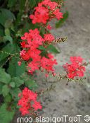 Leadworts Arbusto (vermelho)