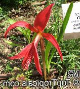 Aztec Lilija, Jacobean Lily, Orhideja Lily