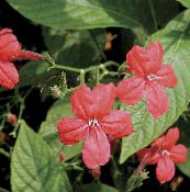 Flores de salón Planta De Mono, Ruellia Roja colgantes rojo