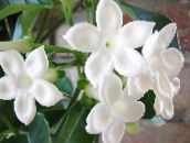 Brudebukett, Madagaskar Jasmin, Voks Blomst, Krans Blomst, Floradora, Hawaiisk Bryllup Blomster Liana (hvit)