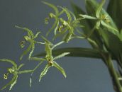 Pot Flowers Coelogyne herbaceous plant green