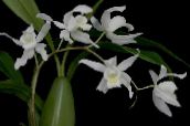 Pot Flowers Coelogyne herbaceous plant white