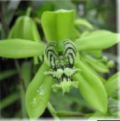 Saksı çiçekleri Coelogyne otsu bir bitkidir yeşil