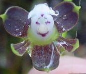 Gumbnice Orhideja Travnate (vijolična)