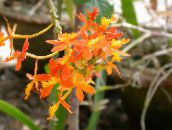 Krukblommor Knapphål Orkidé örtväxter, Epidendrum apelsin