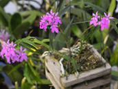 Εσωτερικά λουλούδια Κουμπότρυπα Ορχιδέα ποώδη, Epidendrum πασχαλιά