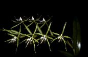 Εσωτερικά λουλούδια Κουμπότρυπα Ορχιδέα ποώδη, Epidendrum πράσινος