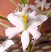 Flores de salón Orquídea Ojal herbáceas, Epidendrum blanco