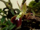 Knapp Orkide Urteaktig Plante (brun)