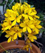 Orchidée Boutonnière Herbeux (jaune)