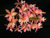 Knaphullet Orkidé Urteagtige Plante (pink)