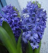 Flores de salón Jacinto herbáceas, Hyacinthus azul claro