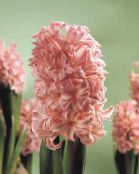 Sisäkukat Hyasintti ruohokasvi, Hyacinthus pinkki