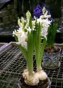 des fleurs en pot Jacinthe herbeux, Hyacinthus blanc