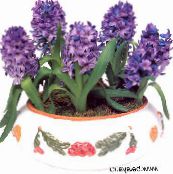 des fleurs en pot Jacinthe herbeux, Hyacinthus pourpre