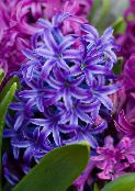 Hyacinth Urteaktig Plante (mørkeblå)