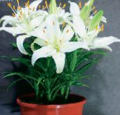 Lilium Urteaktig Plante (hvit)