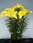 des fleurs en pot Lilium herbeux jaune