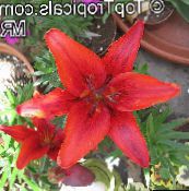 Flores de salón Lilium herbáceas rojo