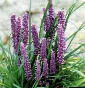 des fleurs en pot Gazon Lys Panachée herbeux, Liriope lilas