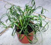 Pot Blomster Spraglete Lily Turf urteaktig plante, Liriope syrin