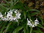 Sobne cvetje Guernsey Lily travnate, Nerine bela
