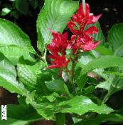 Sanchezia, Fire Fingers Planta Herbácea (vermelho)