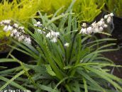 Εσωτερικά λουλούδια Ophiopogon ποώδη λευκό