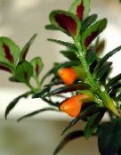 Pot Blomster Hypocyrta, Guldfisk Plante appelsin