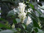 Kvetinové Kvety Biele Sviečky, Whitefieldia, Withfieldia, Whitefeldia kríki, Whitfieldia biely