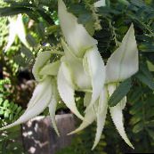 des fleurs en pot Pince De Homard, Bec De Perroquet herbeux, Clianthus blanc