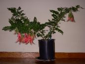 Pot Bloemen Kreeft Klauw, Papegaai Snavel kruidachtige plant, Clianthus rood