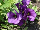 Texas Bluebell, Lisianthus, Tulipanov Encijan Travnate (vijolična)
