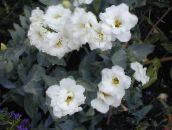 Pokojové květiny Texas Bluebell, Lisianthus Tulipánu Hořec bylinné, Lisianthus (Eustoma) bílá