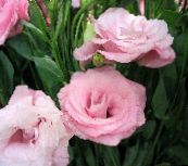 Texas Klokje, Lisianthus, Tulp Gentiaan Kruidachtige Plant (roze)