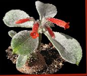 Rechsteineria Urteagtige Plante (rød)