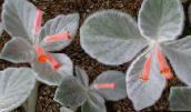 Saksı çiçekleri Rechsteineria otsu bir bitkidir kırmızı