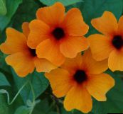 des fleurs en pot Oeil Au Beurre Noir Susan une liane, Thunbergia alata orange