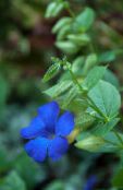 Pokojowe Kwiaty Thunberg liana, Thunbergia alata jasnoniebieski