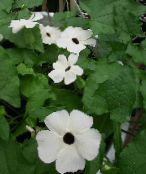 Pot Flowers Black eye Susan liana, Thunbergia alata white