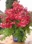 Pokojowe Kwiaty Schizanthus trawiaste czerwony
