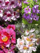 Εσωτερικά λουλούδια Φτωχοί Επανδρώνει Ορχιδέα ποώδη, Schizanthus πασχαλιά