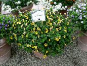 Nyckelben Blomma, Ladys Toffel, Blå Vinge Ampelväxter (gul)