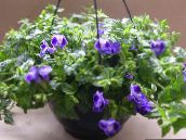 des fleurs en pot Triangulation Fleur, Pantoufle Ladys, Aile Bleue les plantes ampels, Torenia bleu