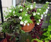  Wishbone Blomst, Ladys Tøffel, Blå Fløyen hengende plante, Torenia hvit