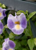 Saksı çiçekleri Salıncaklı Çiçek, Hanımefendi Terlik, Mavi Kanat asılı bitki, Torenia leylak