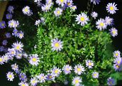 Pot Flowers Blue Daisy herbaceous plant, Felicia amelloides light blue