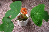 Pote flores Peregrina, Gout Plant, Guatemalan Rhubarb planta herbácea, Jatropha vermelho