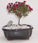 Pot Bloemen Nieuw-Zeeland Tea Tree struik, Leptospermum rood