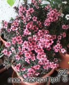 Pot Blomster New Zealand Tea Tree busk, Leptospermum pink